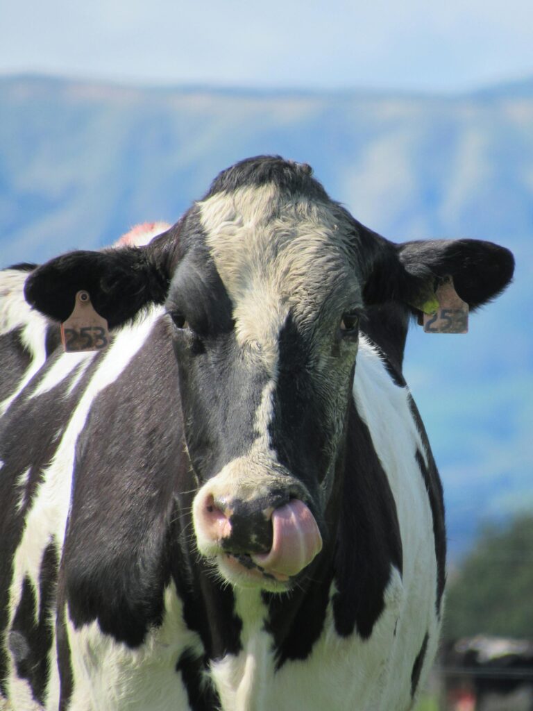 pexels-julito-elizalde-1831753719-28424298